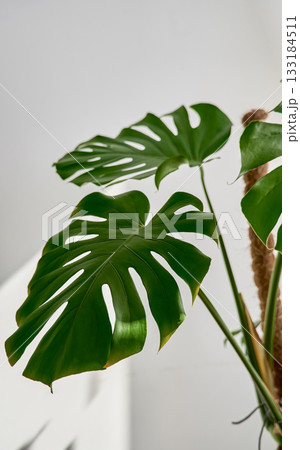 Vertical shot of a giant monstera against a white wall in an apartment interior, close-up of liana leaves in the sun, home space design concept with a green plant corner 133184511