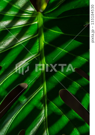 Vertical poster with monstera leaf in rays of light and shadow from blinds, close-up on green liana leaf, idea for eco-products background Vertical poster with monstera leaf in rays of light and shadow from blinds, close-up on green liana leaf, idea for eco-products background 133184530