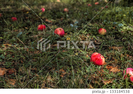 Close-up on ripe red apples fallen from tree on grass, concept of harvest in farms and growing fruit trees 133184538