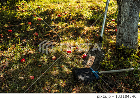 Garden tool near old apple tree trunk, red ripe apples lie on ground, end of summer concept and harvest in old garden near house 133184540