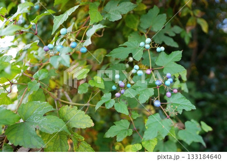 野ブドウの実 133184640