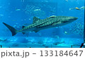 水族館の水槽を泳ぐジンベイザメ 133184647