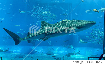 水族館の水槽を泳ぐジンベイザメ 133184647