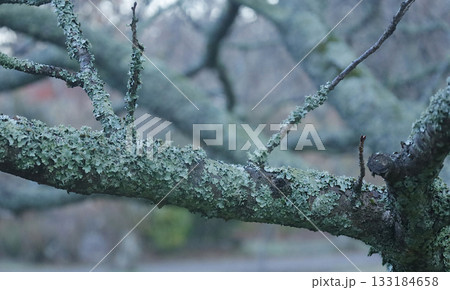ウメノキゴケに覆われたしだれ桜の木 ウメノキゴケに覆われたしだれ桜の木 133184658