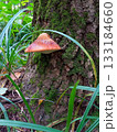 Orange Mushroom Clinging To Mossy Tree Trunk In A Lush Forest Close-Up Of Fungi And Nature 133184660