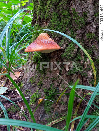 Orange Mushroom Clinging To Mossy Tree Trunk In A Lush Forest Close-Up Of Fungi And Nature Orange Mushroom Clinging To Mossy Tree Trunk In A Lush Forest Close-Up Of Fungi And Nature 133184660
