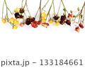 Bouquets of dried roses in bright yellow and rich burgundy colors for still life and floral decor. 133184661
