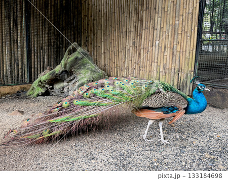 A colorful peacock displays its vibrant tail. A symbol of beauty, nature, and exotic fauna. 133184698