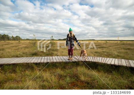 Curious hunting dog spot prey on peat bog and pull away from woman owner walking eco trail in park Curious hunting dog spot prey on peat bog and pull away from woman owner walking eco trail in park 133184699