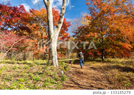 秋の赤城自然園　カエデの丘を歩く女性 133185279