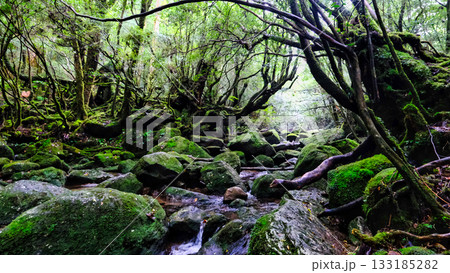 世界遺産の白谷雲水峡 世界遺産の白谷雲水峡 133185282
