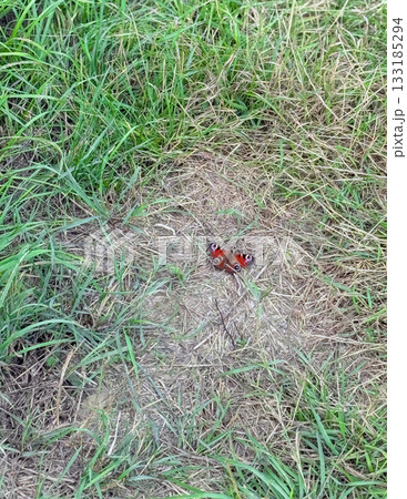Beautiful Butterfly is sunbathing on the stone path. 133185294