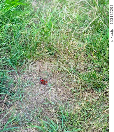 Butterfly is sunbathing on the stone path Butterfly is sunbathing on the stone path 133185295