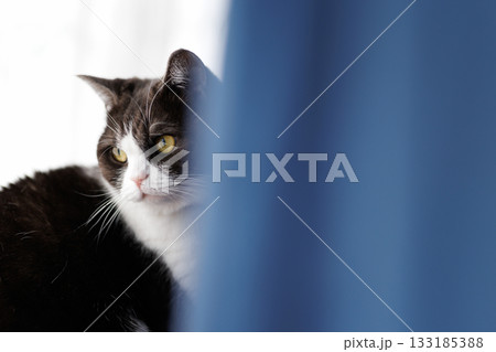 カーテンから見る猫 カーテンから見る猫 133185388