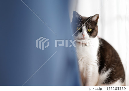 カーテンから見る猫 カーテンから見る猫 133185389