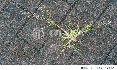 歩道に根付く草 歩道に根付く草 133185412