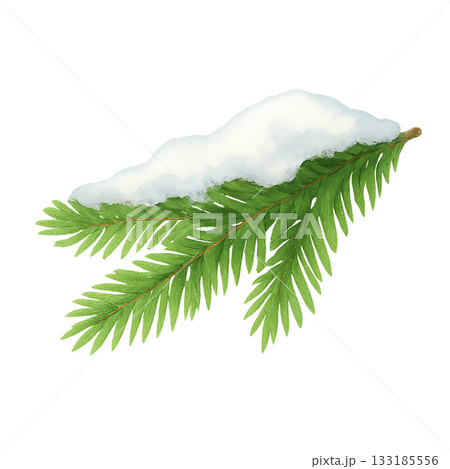 雪の積もったモミの枝　冬の水彩イラスト素材 133185556