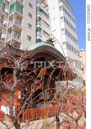 大阪の梅の名所 大阪天満宮 大阪の梅の名所 大阪天満宮 133185605