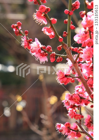 大阪の梅の名所　大阪天満宮 133185613