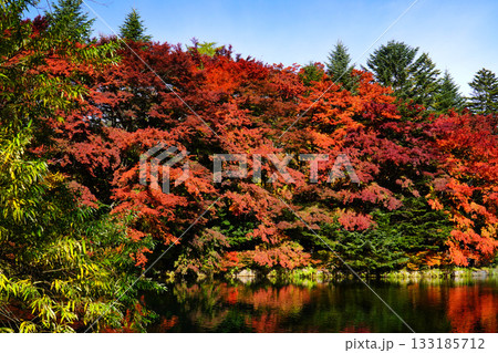 雲場池の紅葉 133185712