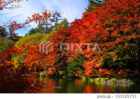 雲場池の紅葉 雲場池の紅葉 133185733