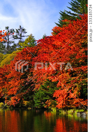 雲場池の紅葉 133185734