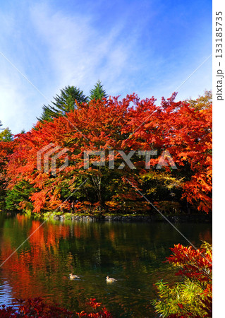 雲場池の紅葉 雲場池の紅葉 133185735