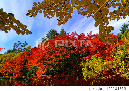 雲場池の紅葉 133185736