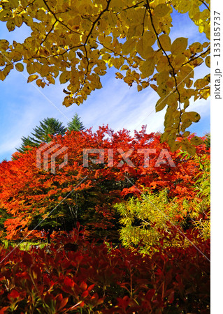 雲場池の紅葉 133185737