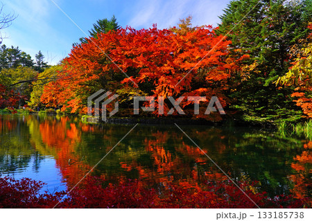 雲場池の紅葉 雲場池の紅葉 133185738