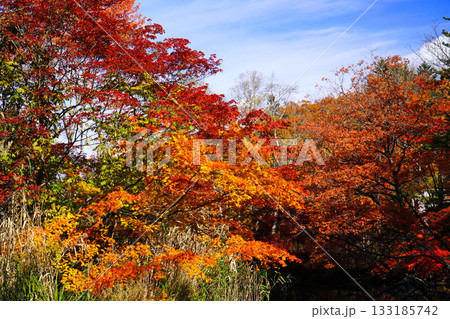 雲場池の紅葉 133185742