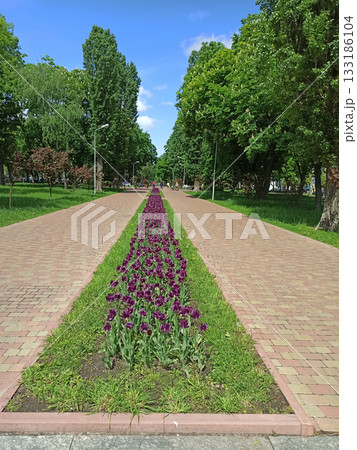 Beautiful tulips growing along path. Flower bed in garden Beautiful tulips growing along path. Flower bed in garden 133186104