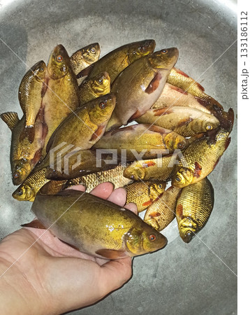Tench and crucian carps caught on fishing-rod. A lot of fishes caught in pond 133186112