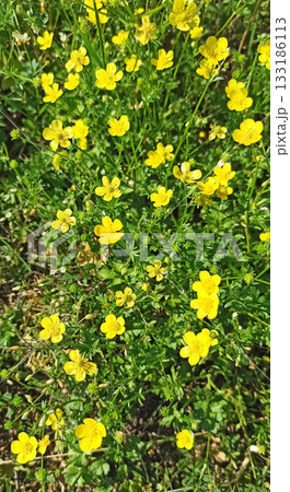 Yellow flowers of buttercup blossoming in green grass. Herbal medicine 133186113
