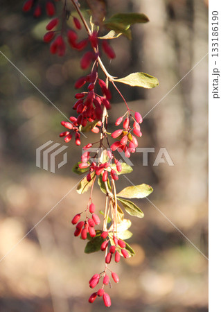 Ripe dogwood berries hang on branch. Wild berries. Ripe fruits of Cornus mas 133186190