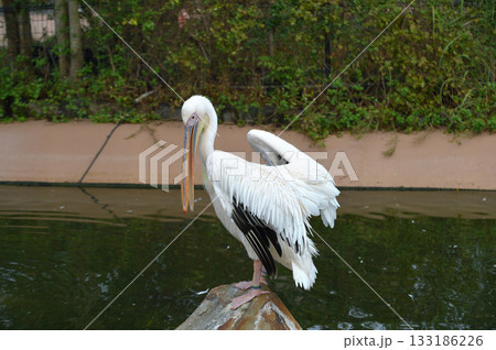 モモイロペリカン 133186226