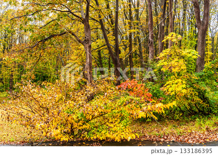 萱野高原の紅葉【青森県青森市】 133186395