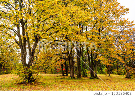 萱野高原の紅葉【青森県青森市】 133186402