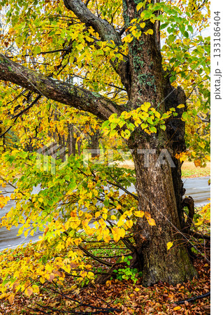 萱野高原の紅葉【青森県青森市】 133186404