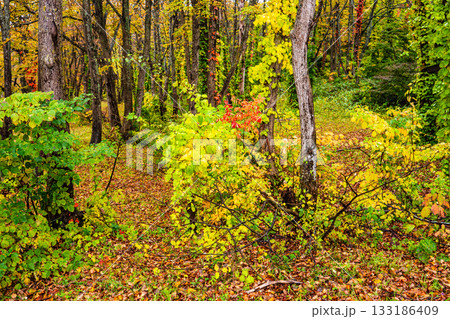 萱野高原の紅葉【青森県青森市】 133186409