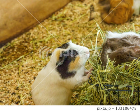 大きな丸い目が可愛いモルモット 133186478