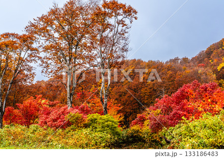 酸ヶ湯の紅葉【青森県青森市】 133186483