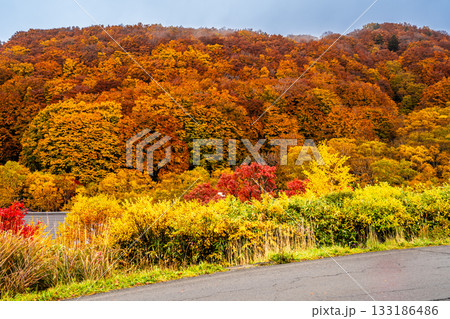 酸ヶ湯の紅葉【青森県青森市】 133186486