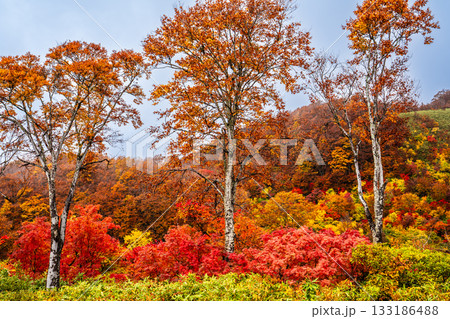 酸ヶ湯の紅葉【青森県青森市】 133186488