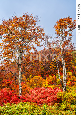 酸ヶ湯の紅葉【青森県青森市】 133186489