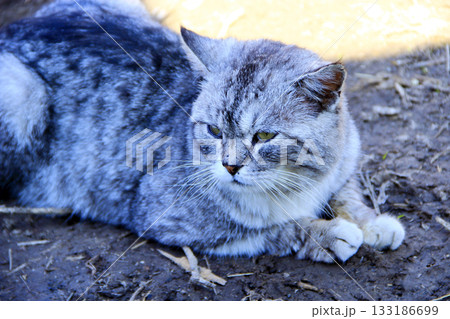 Scottish straight cat laying on ground 133186699