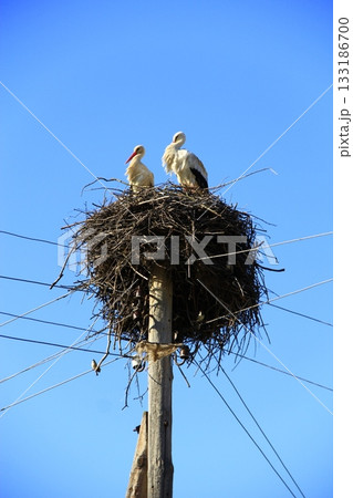 Pair of storks sitting in nest. Peaceful birds 133186700