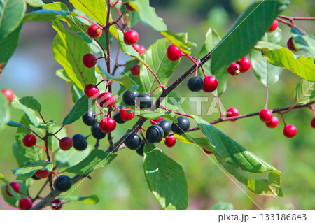 Branches of Frangula alnus with black and red berries Branches of Frangula alnus with black and red berries 133186843