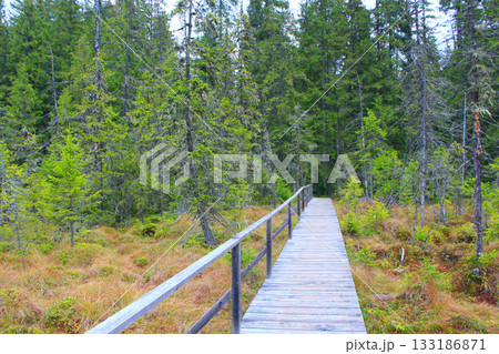 Wooden bridge over swamp in forest in taiga 133186871