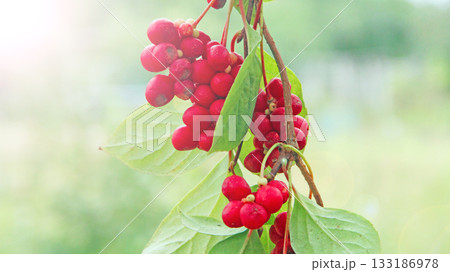 Red fruits of schisandra growing on branch in row. Schizandra on liana in garden 133186978